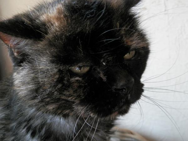 Cat in a Bad Mood