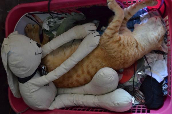 Cat in a basket