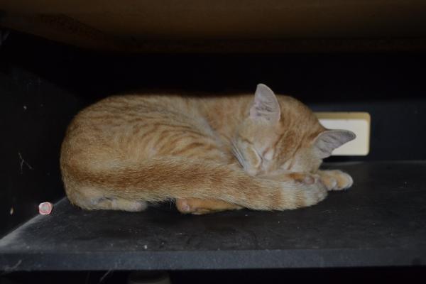 Cat In The Box