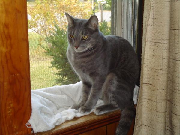 Cat in the Window