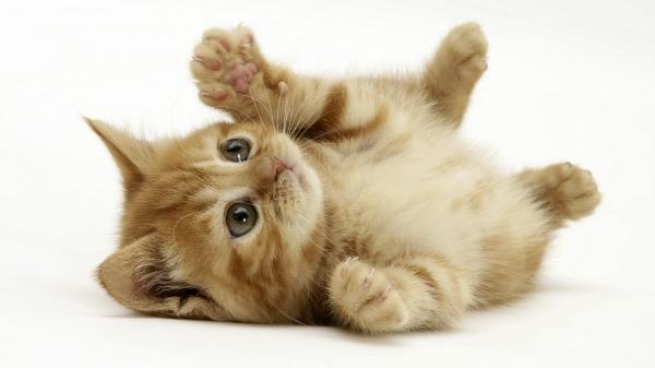 Cute little kitty