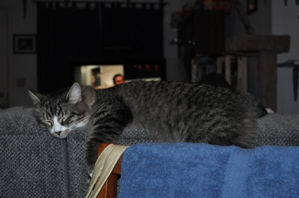 Cat Nappin