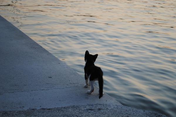 Cat on the Edge