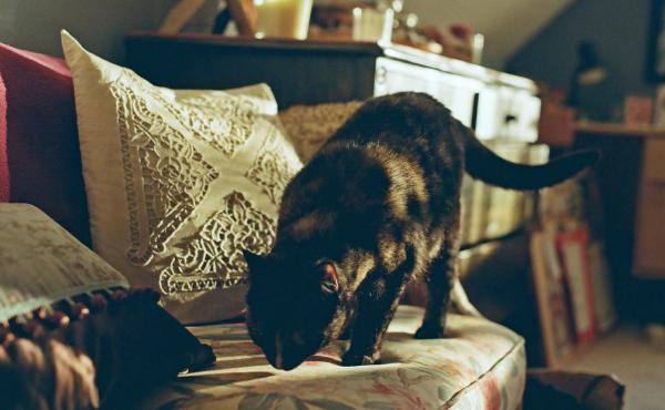 Cat on the Sofa