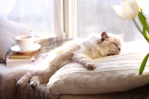 Cat sleeping