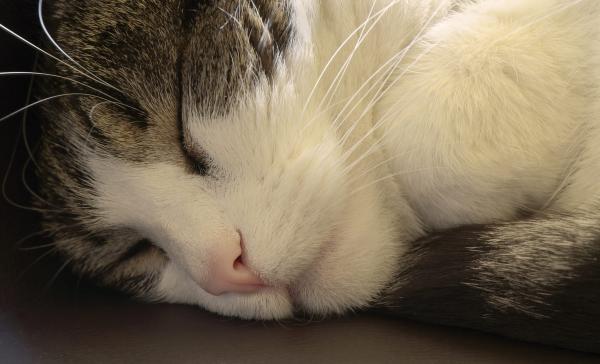 Sleeping cat