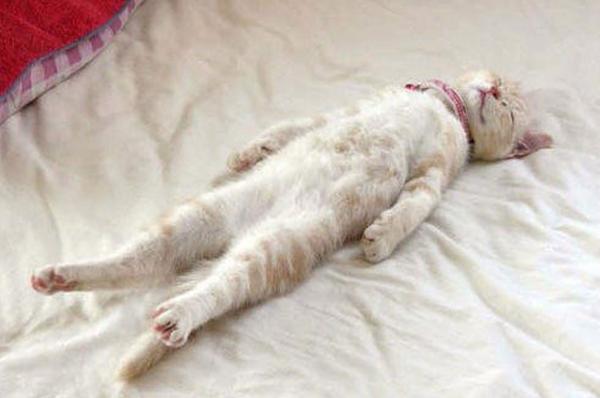 Sleeping cats