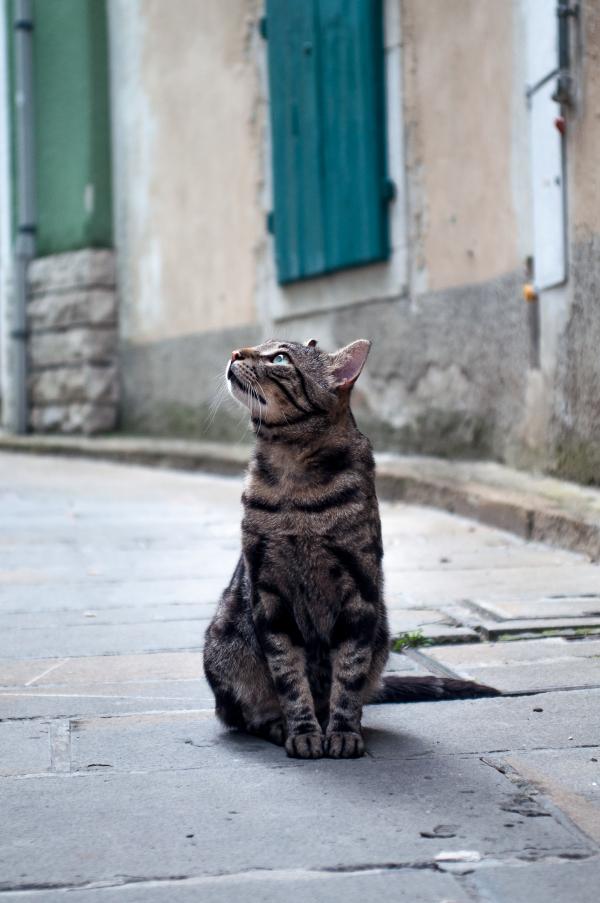 Cat staring