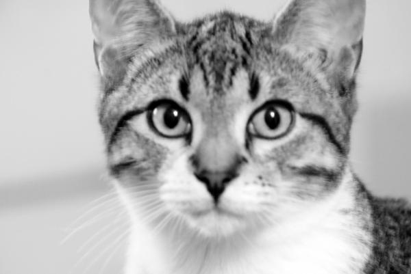 Cat Staring
