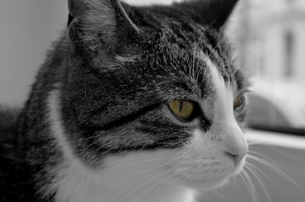 Cat - Tasha