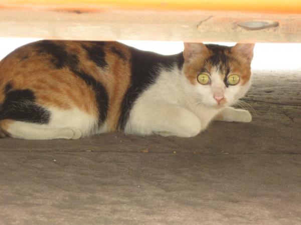 Cat With Yellow Eyes