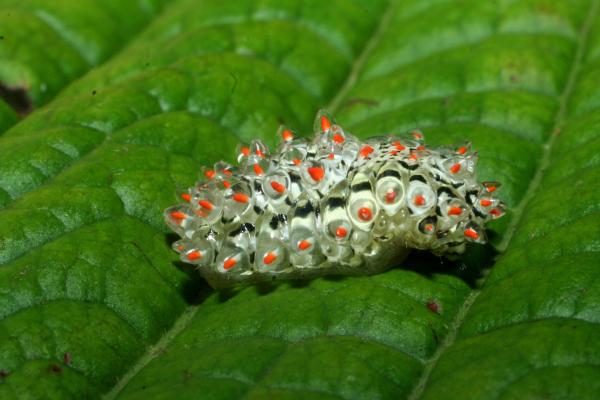 Caterpillar