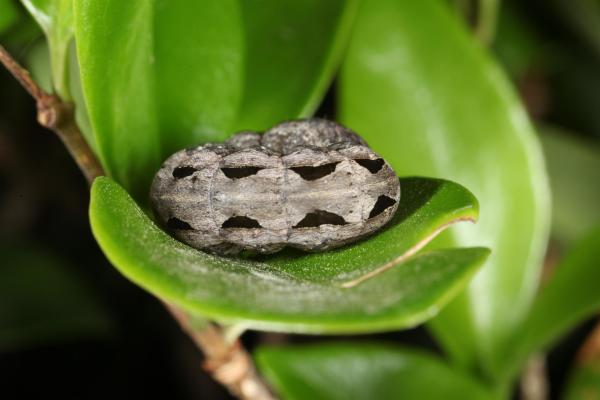 Caterpillar rolled up on leaf