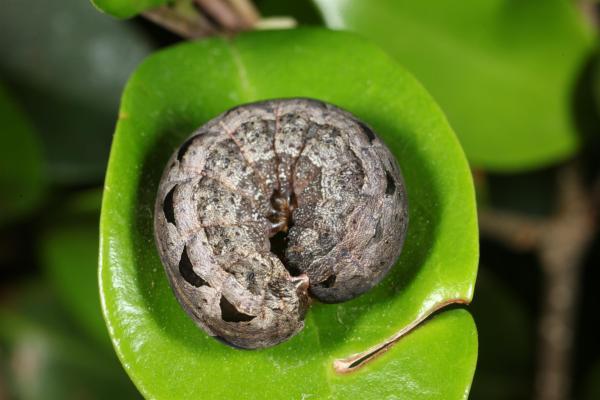 Caterpillar rolled up on leaf