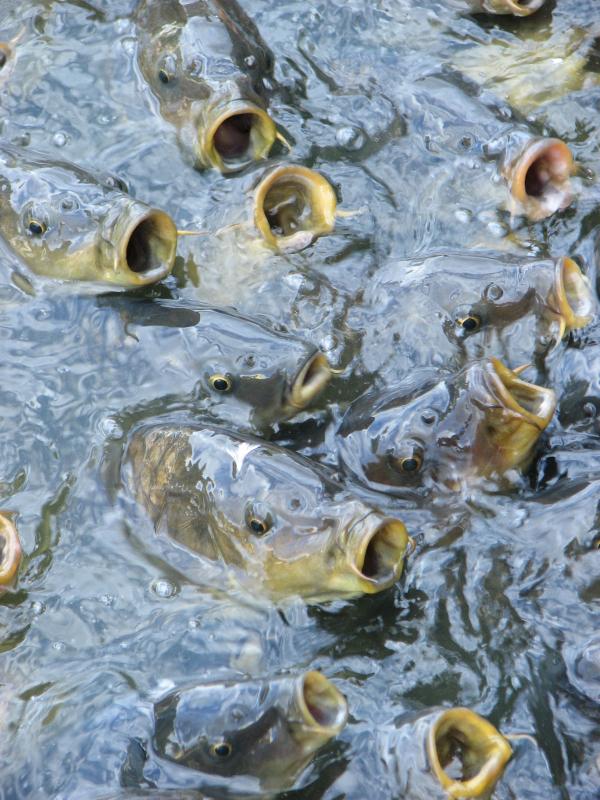 Catfish feeding