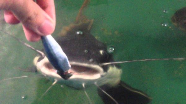 Red Tail Catfish