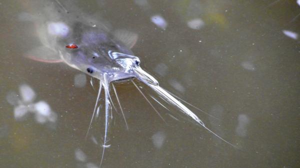 Catfish