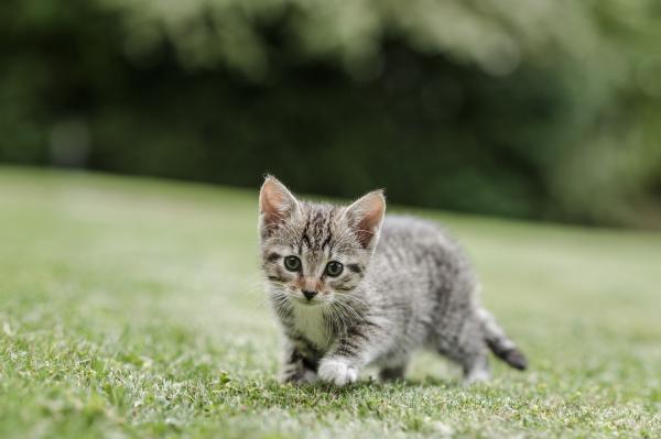 Cats