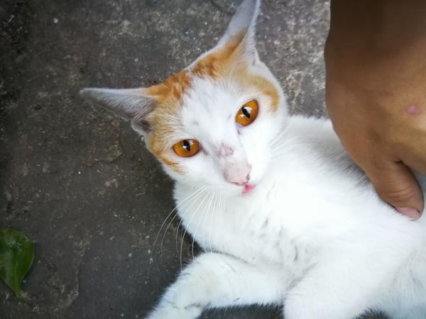 Cats & Cars