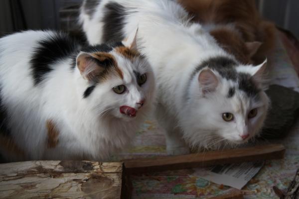 Cats Eating