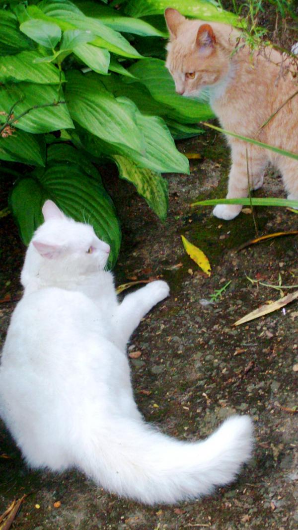 Cats fight standoff
