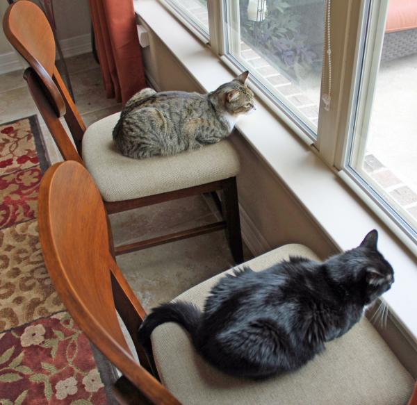 Cats in Chairs