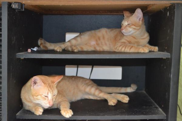 Cats in The Box
