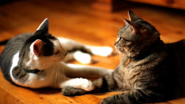 Cats playing