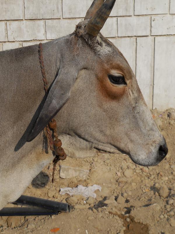Cattle Farm