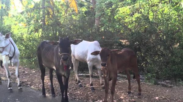 Cattle Farm