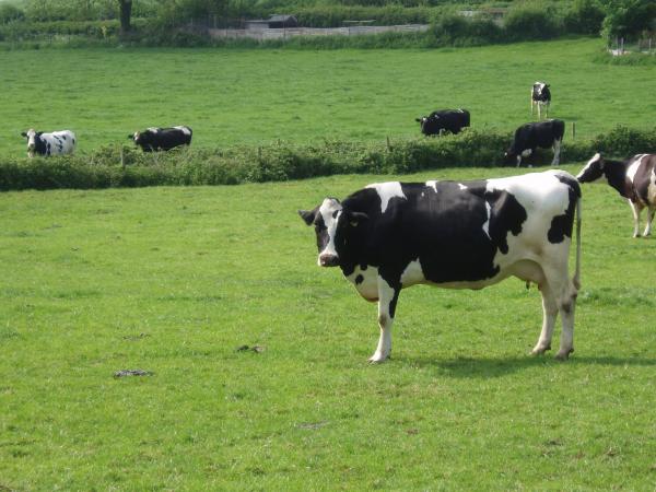 Cow Farm