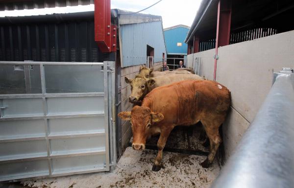 Cattle Race