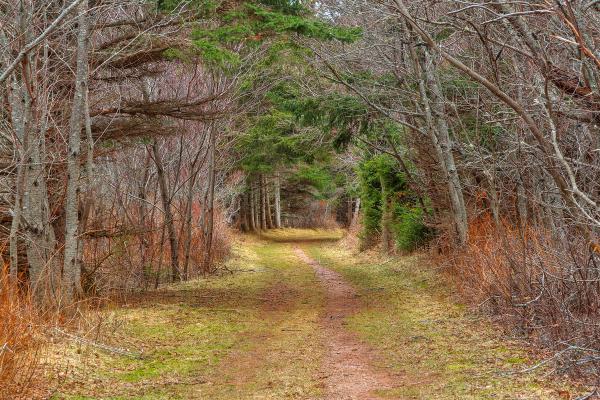 Cavendish Forest Trail - HDR