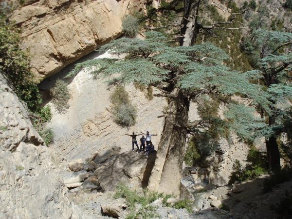 Cedar tree