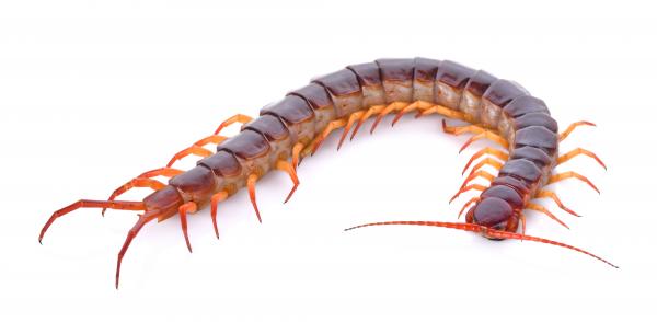 Centipede