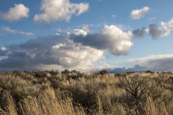 Central Oregon Spring Rain