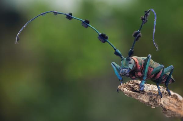 Cerambycidae Beetle