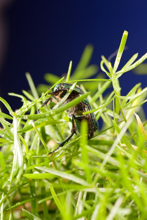 chafer beetle