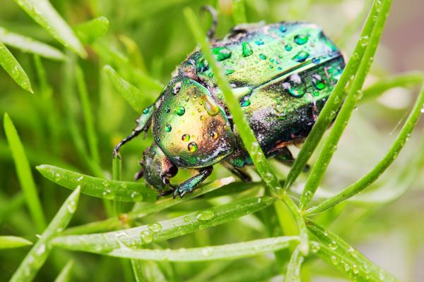 Chafer Beetle