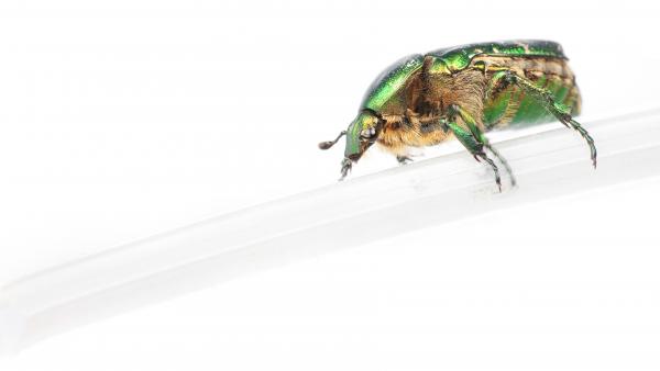 chafer beetle
