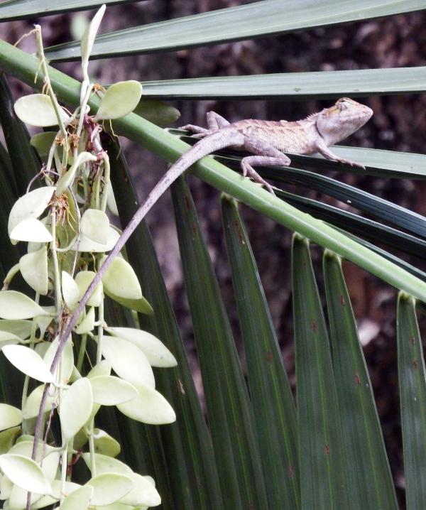 Chameleon