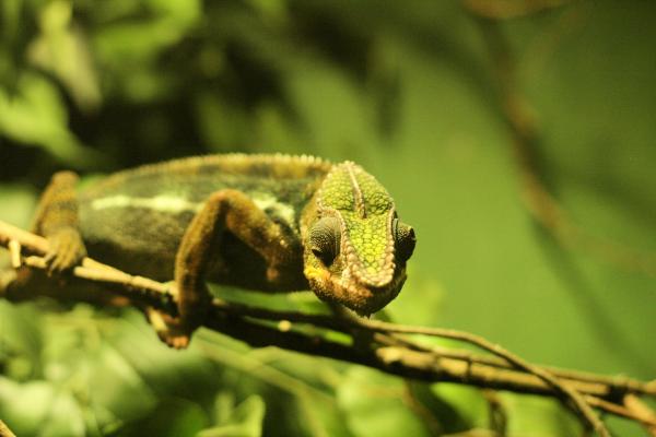 Chameleon