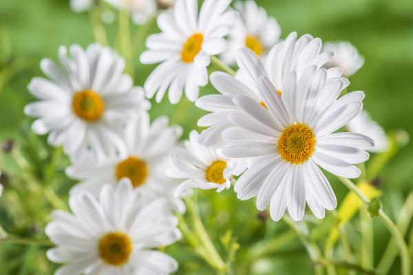 Chamomile flower