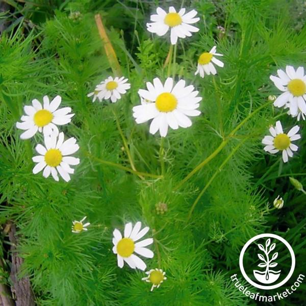 Chamomile flower