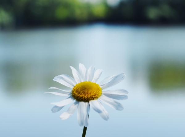 Chamomile