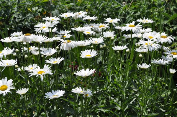 Chamomiles