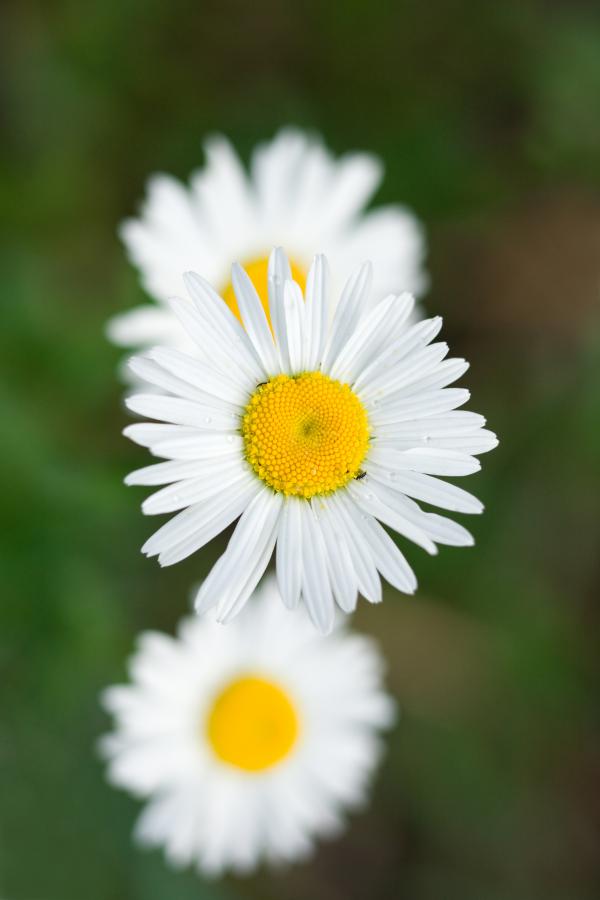 Chamomiles