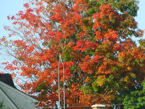 Changing leaves