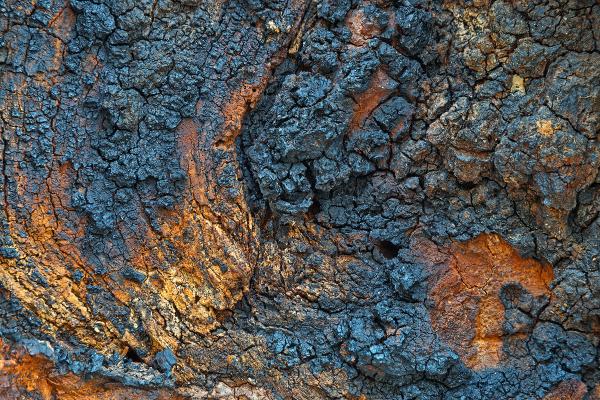 Charred Wood - HDR Texture