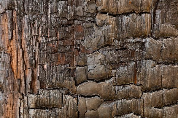 Charred Wood - HDR Texture